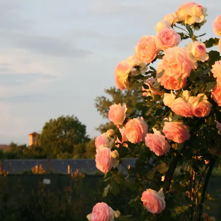 Argaland Farm stay *