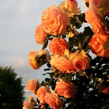 Gospodarstwo agroturystyczne Argaland